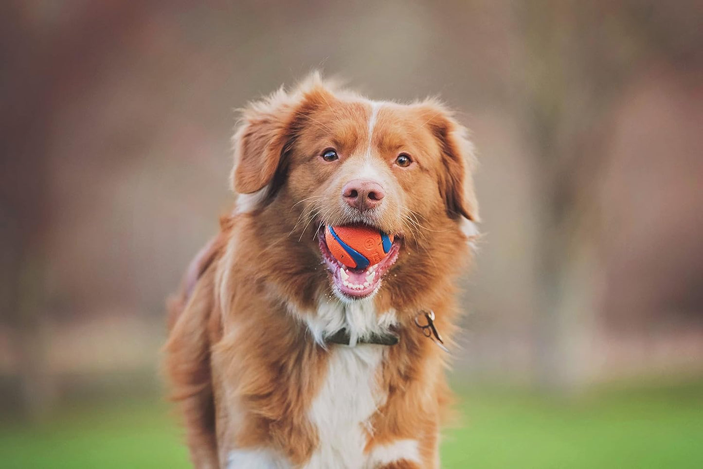 Chuckit! Durable Dog Ball