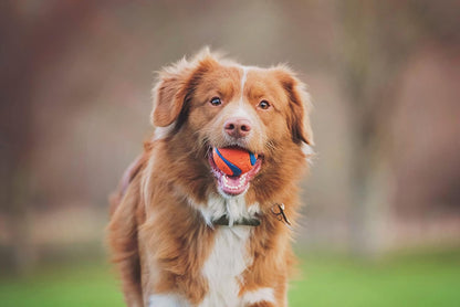 Chuckit! Durable Dog Ball