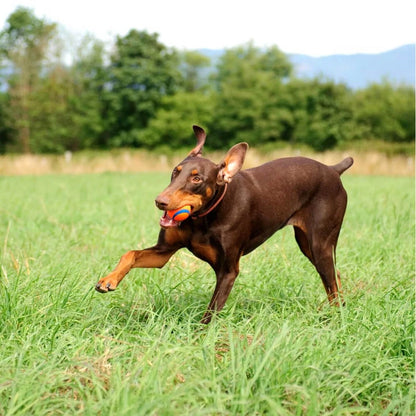 Chuckit! Durable Dog Ball