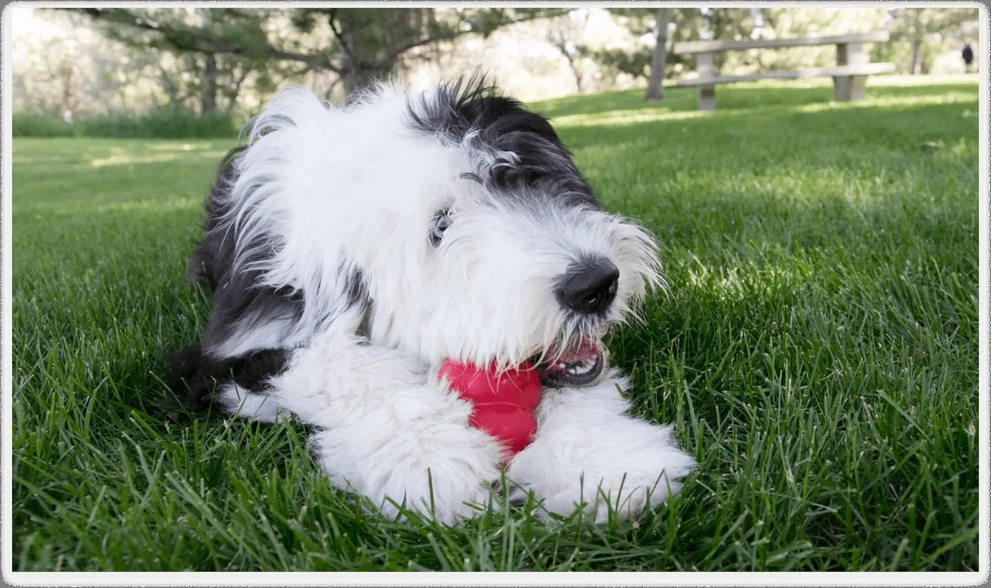 KONG Classic Dog Chew Toy