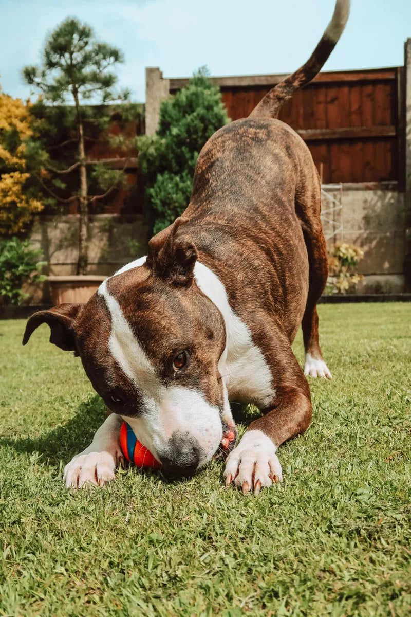 Chuckit! Durable Dog Ball
