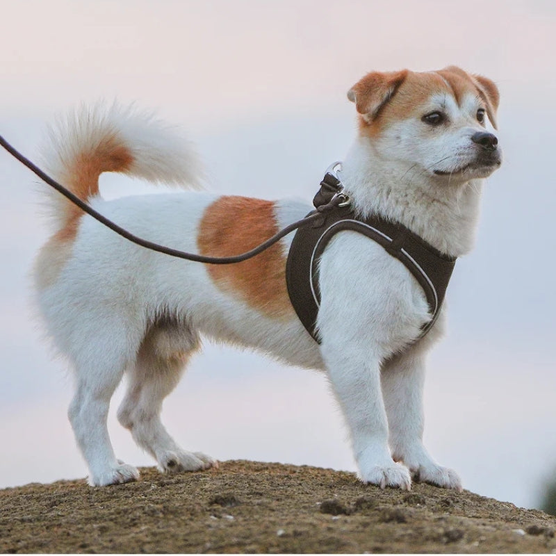 Dog Harness and Leash Set