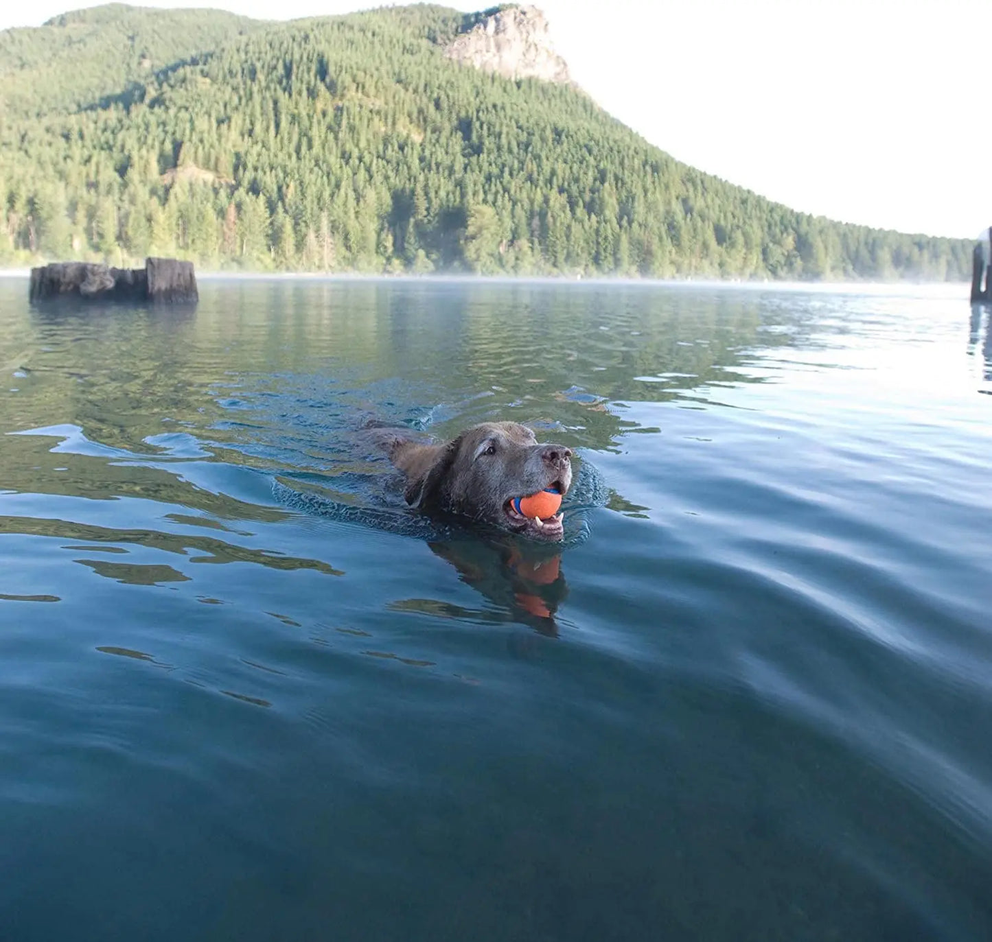 Chuckit! Durable Dog Ball