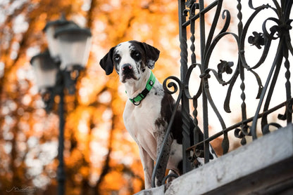 Reflective Adjustable Dog Collar